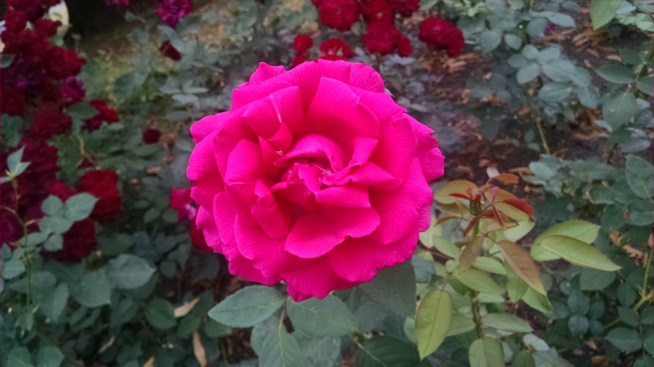 IMG_20150724_175625542[1]