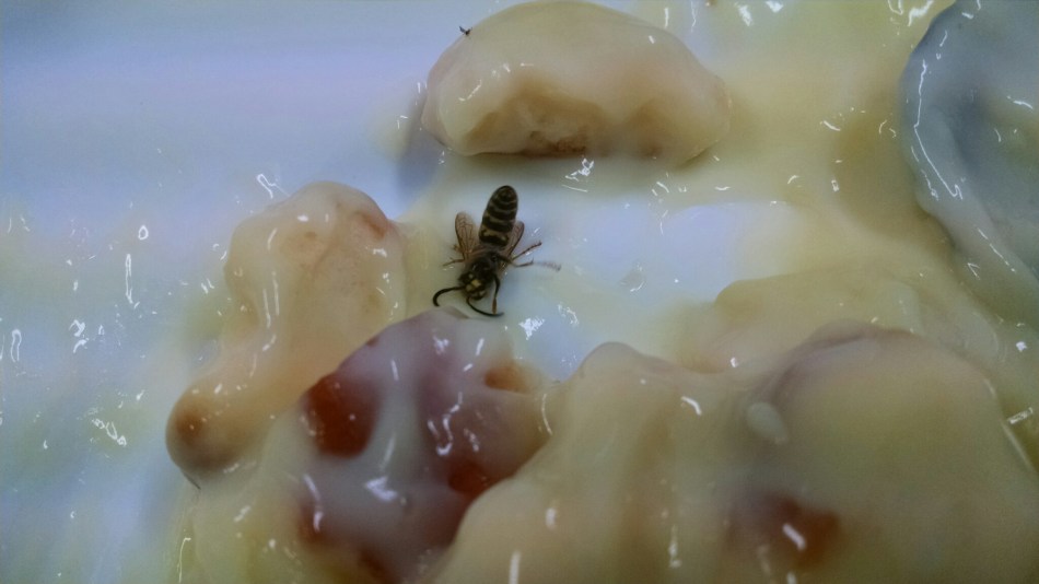 The Bee in the Story. A bee stuck in custard dessert.